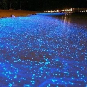 Luminous Lagoon