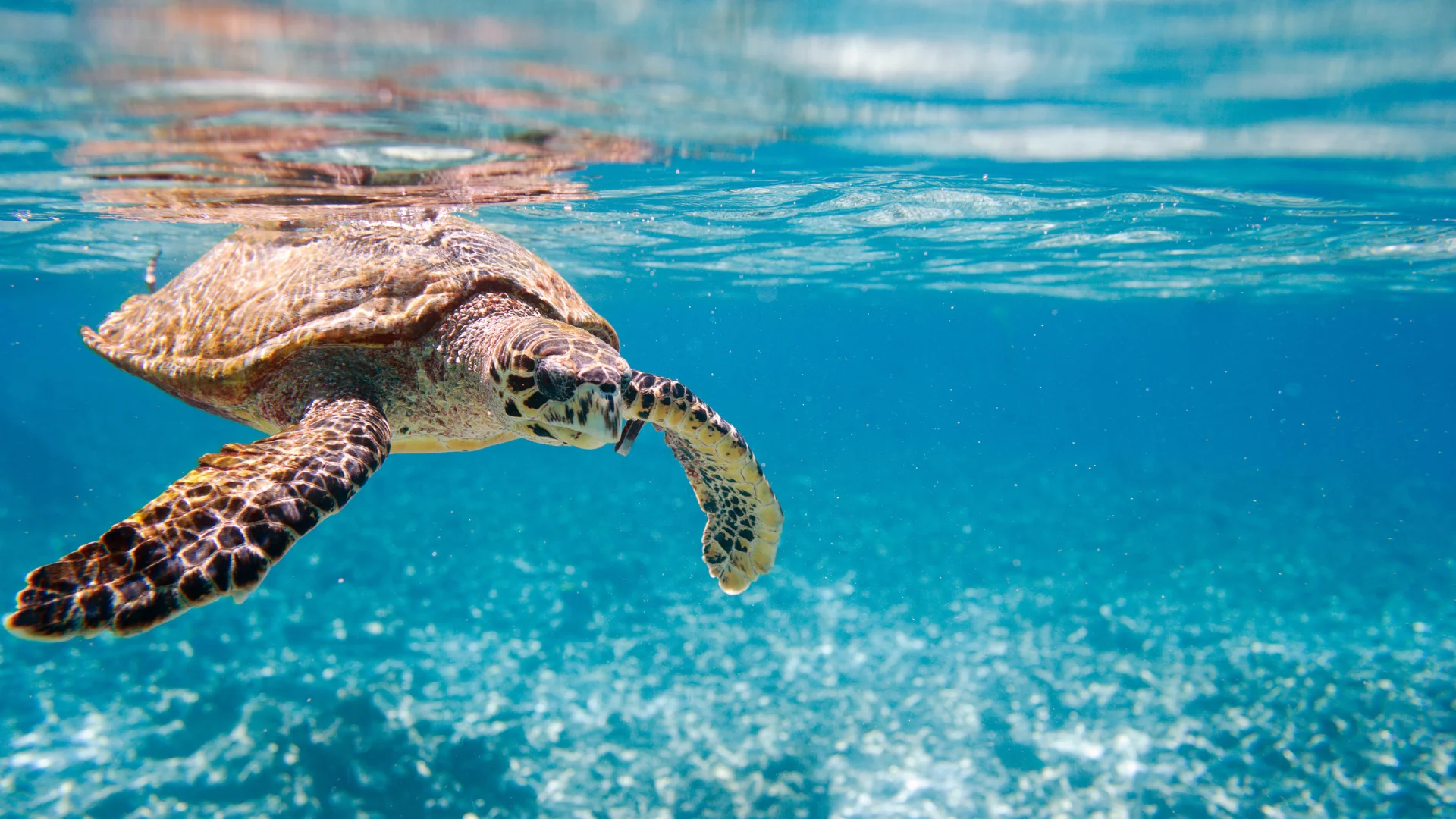Turtle in the ocean
